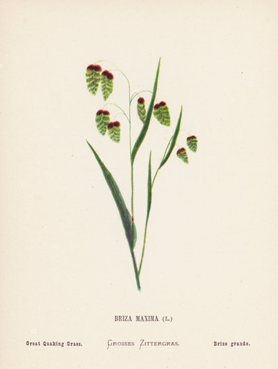 Flores silvestres de Tierra Santa: Briza Maxima; Gran Hierba Temblorosa (grabado coloreado) de Hannah Zeller