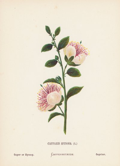 Flores silvestres de Tierra Santa: Capparis Spinosa; Alcaparra o hisopo (grabado coloreado) de Hannah Zeller