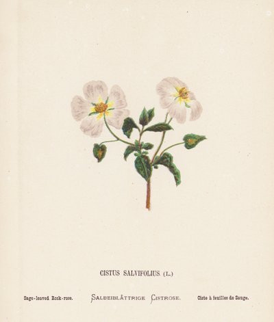 Flores silvestres de Tierra Santa: Cistus Salvifolius; Sage-leaved Rook-rose (grabado coloreado) de Hannah Zeller