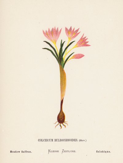 Flores silvestres de Tierra Santa: Colchicum Bulbocodioides, Stev; Azafrán de los prados (grabado coloreado) de Hannah Zeller
