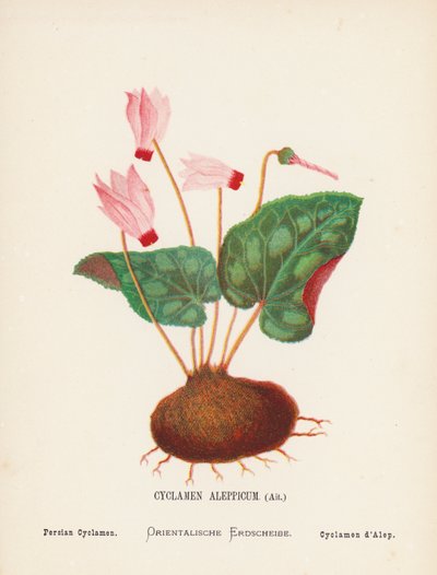 Flores silvestres de Tierra Santa: Cyclamen Aleppicum, Ait; Ciclamen persa (grabado coloreado) de Hannah Zeller