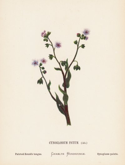 Flores silvestres de Tierra Santa: Cynoglossum Pictum, Ait; Lengua de sabueso pintada (grabado coloreado) de Hannah Zeller
