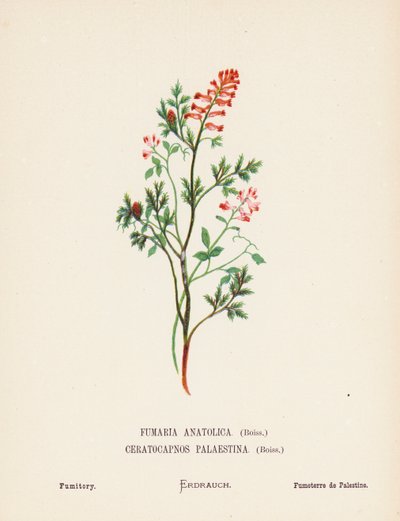 Flores silvestres de Tierra Santa: Fumaria Anatolica, Boiss, Ceratocapnos Palaestina, Boiss; Fumaria (grabado coloreado) de Hannah Zeller