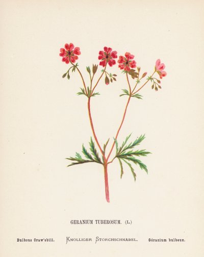 Flores silvestres de Tierra Santa: Geranium Tuberosum; Bulbous Craw