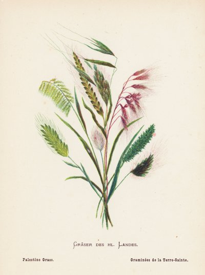 Flores silvestres de Tierra Santa: Graser des hl Landes; Palestine Grass (grabado coloreado) de Hannah Zeller