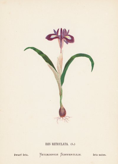 Flores silvestres de Tierra Santa: Iris Reticulata; Iris enano (grabado coloreado) de Hannah Zeller