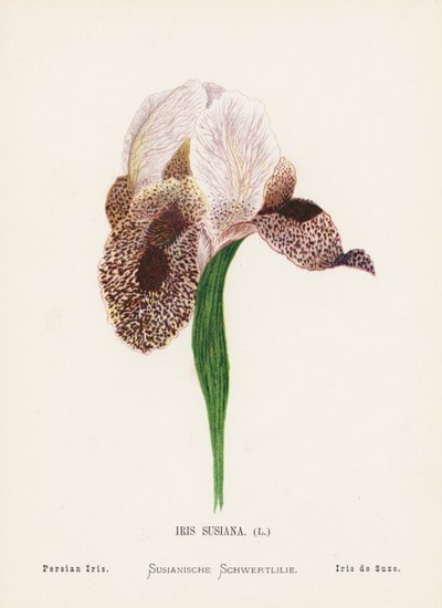Flores silvestres de Tierra Santa: Iris Susiana; Iris persa (grabado coloreado) de Hannah Zeller