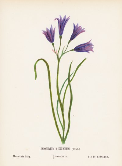 Flores silvestres de Tierra Santa: Ixiolirium Montanum, Hierba; Lirio de montaña (grabado coloreado) de Hannah Zeller
