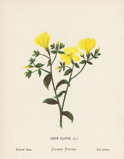 Flores silvestres de Tierra Santa: Linum Flavum; Lino amarillo (grabado coloreado) de Hannah Zeller