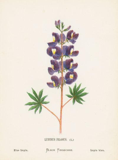 Flores silvestres de Tierra Santa: Lupinus Pilosus; Altramuz azul (grabado coloreado) de Hannah Zeller