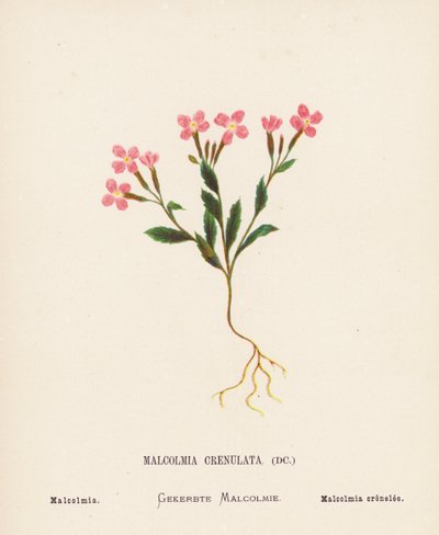 Flores silvestres de Tierra Santa: Malcolmia Crenulata; Malcolmia (grabado coloreado) de Hannah Zeller