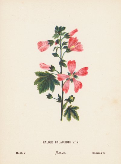 Flores silvestres de Tierra Santa: Malope Malacoides; Malva (grabado coloreado) de Hannah Zeller
