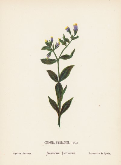 Flores silvestres de Tierra Santa: Onosma Syriacum; Onosma siria (grabado coloreado) de Hannah Zeller