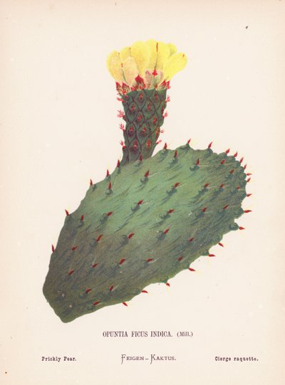 Flores silvestres de Tierra Santa: Opuntia Ficus Indica, Mill; Higo chumbo (grabado coloreado) de Hannah Zeller