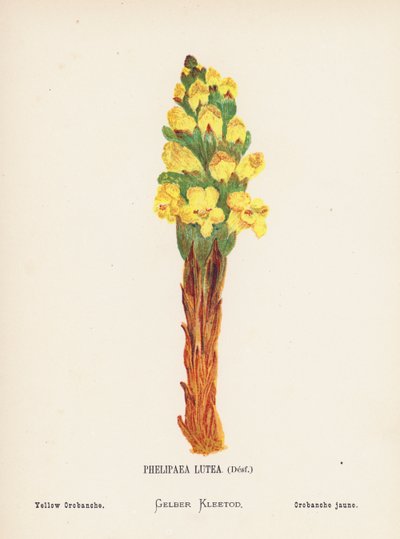 Flores silvestres de Tierra Santa: Phelipaea Lutea, Desf; Orobanche amarilla (grabado coloreado) de Hannah Zeller