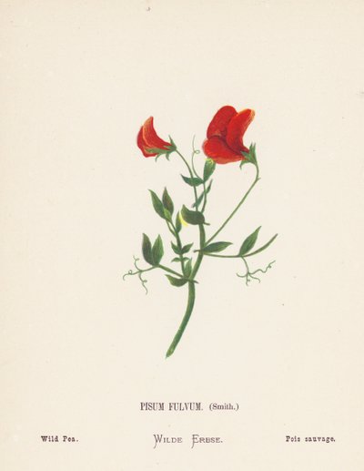 Flores silvestres de Tierra Santa: Pisum Fulvum, Smith; Guisante silvestre (grabado coloreado) de Hannah Zeller
