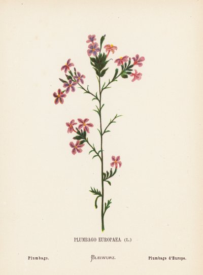 Flores silvestres de Tierra Santa: Plumbago Europaea; Plumbago (grabado coloreado) de Hannah Zeller