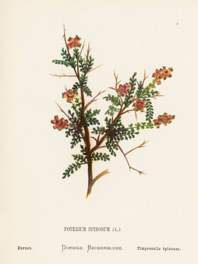 Flores silvestres de Tierra Santa: Poterium Spinosum; Burnet (grabado coloreado) de Hannah Zeller
