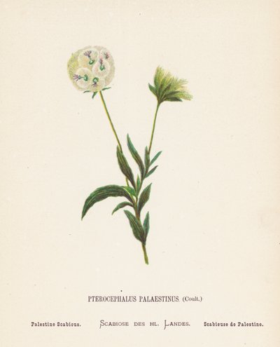 Flores silvestres de Tierra Santa: Pterocephalus Palaestinus, Coult; Palestine Scabious (grabado coloreado) de Hannah Zeller