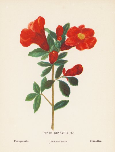 Flores silvestres de Tierra Santa: Punica Granatum; Granada (grabado coloreado) de Hannah Zeller