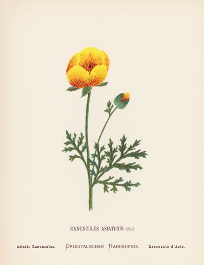 Flores silvestres de Tierra Santa: Ranunculus Asiaticus; Ranúnculo asiático (grabado coloreado) de Hannah Zeller