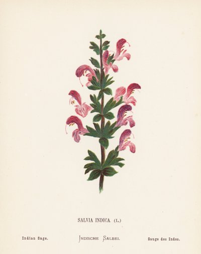 Flores silvestres de Tierra Santa: Salvia Indica; Salvia india (grabado coloreado) de Hannah Zeller