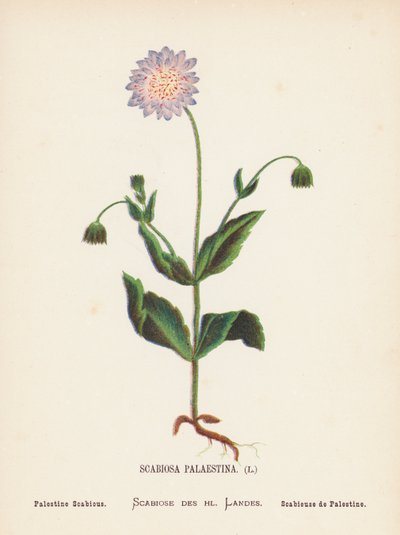 Flores silvestres de Tierra Santa: Scabiosa Palaestina; Palestine Scabious (grabado coloreado) de Hannah Zeller