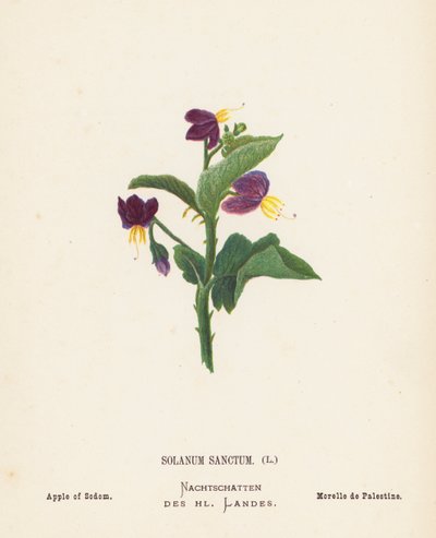 Flores silvestres de Tierra Santa: Solanum Sanctum; Manzana de Sodoma (grabado coloreado) de Hannah Zeller