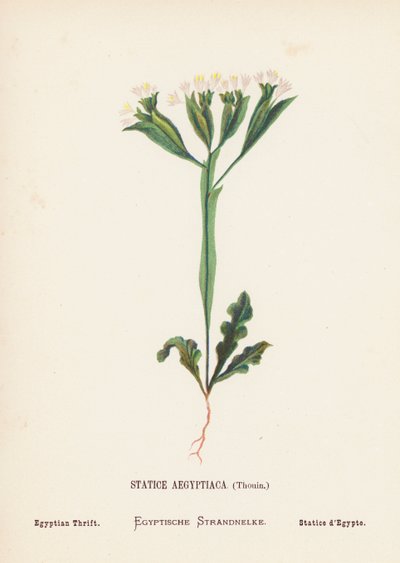 Flores silvestres de Tierra Santa: Statice Aegyptiaca, Thouin; Thrift egipcia (grabado coloreado) de Hannah Zeller