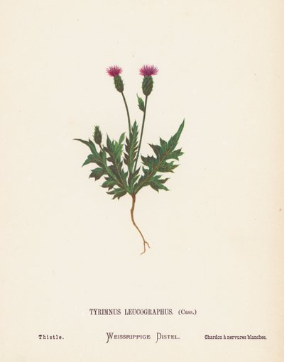 Flores silvestres de Tierra Santa: Tyrimnus Leucographus, Cass; Cardo (grabado coloreado) de Hannah Zeller