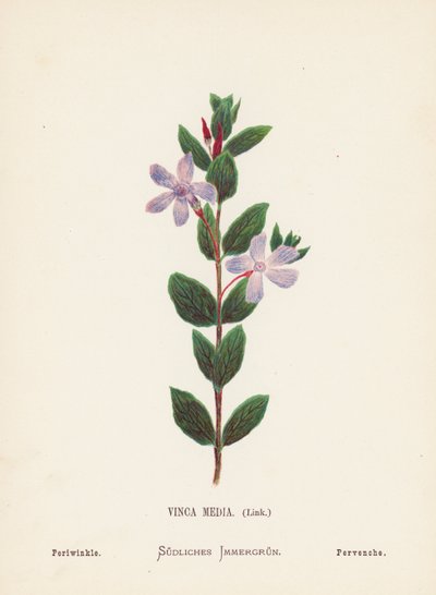 Flores silvestres de Tierra Santa: Vinca Media, Vínculo; Bígaro (grabado coloreado) de Hannah Zeller