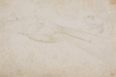 Ave del Paraíso Macho y la Cabeza de un Hombre de Mediana Edad en Perfil hacia la Izquierda; también Detalles de de Hans Baldung Grien