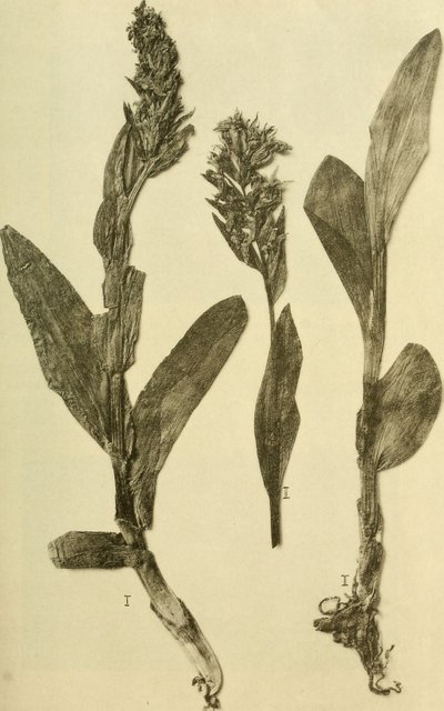 Anales del K.K. Museo del Tribunal de Historia Natural (1914) (18196503932) de Hans Fleischmann