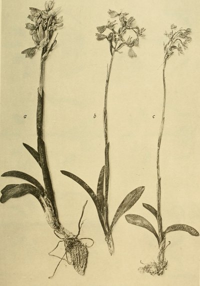 Anales del K.K. Museo del Tribunal de Historia Natural (1914) (18201357971) de Hans Fleischmann