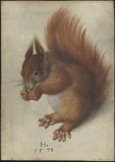 Ardilla roja de Hans Hoffmann