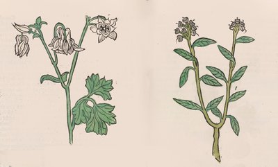 Herbarius - Gart der gesuntheit - Hortus sanitatis de Hans Schönsperger