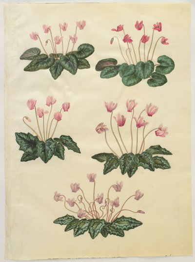 Cyclamen purprascens del álbum Gottorfer Codex, c.1650 de Hans Simon Holtzbecher