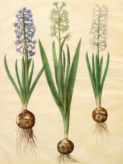 Hyacinthoides orientalis del álbum Gottorfer Codex, c.1650 de Hans Simon Holtzbecher