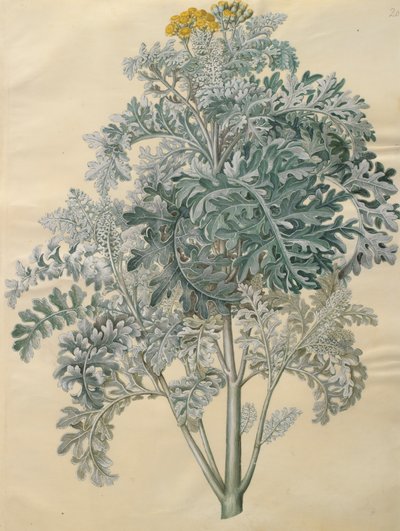 Jacobaea maritima del álbum Gottorfer Codex, c.1650 de Hans Simon Holtzbecher