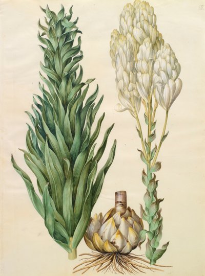 Lilium candidum monstrosum del álbum Gottorfer Codex, c.1650 de Hans Simon Holtzbecher