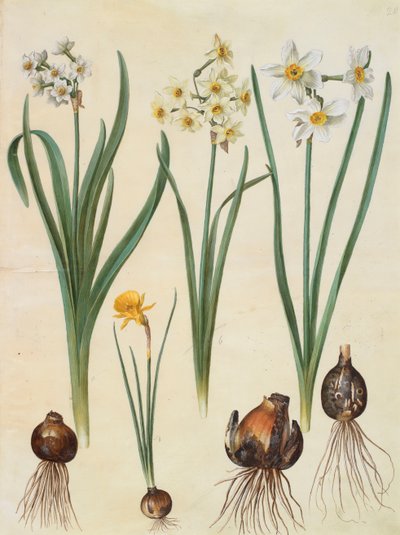 Narcissus tazetta, narcissus orientalis y corbularia bulbocodium del álbum Gottorfer Codex, c.1650 de Hans Simon Holtzbecher