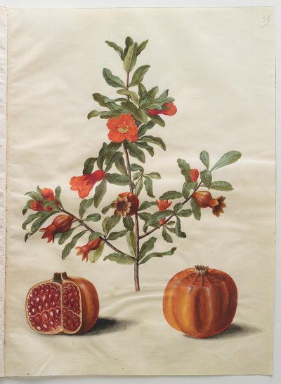Punica granatum del álbum Gottorfer Codex, c.1650 de Hans Simon Holtzbecher