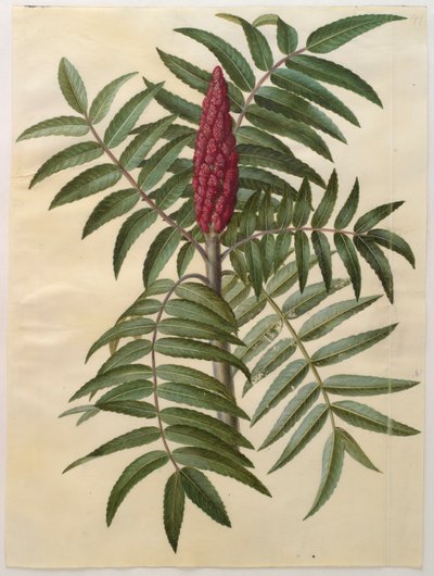 Rhus typhina del álbum Gottorfer Codex, c.1650 de Hans Simon Holtzbecher