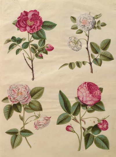 Rosa gallica del álbum Gottorfer Codex, c.1650 de Hans Simon Holtzbecher