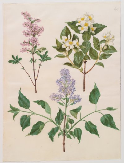 Syringa persica, philadelphus coronarius y syringa vulgaris del álbum Gottorfer Codex, c.1650 de Hans Simon Holtzbecher