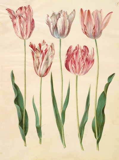 Tulipa gesneriana del álbum Gottorfer Codex, c.1650 de Hans Simon Holtzbecher