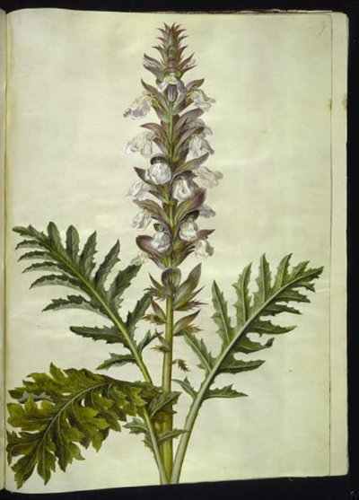 Acanthus hungaricus (acanto húngaro) de Hans Simon Holtzbecker