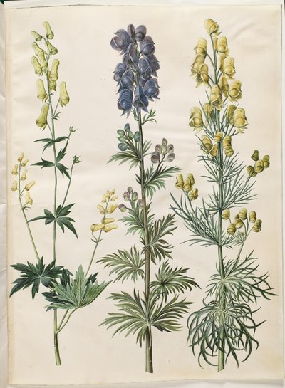 Aconitum lycoctonum (acónito nórdico); Aconitum napellus (acónito común); Aconitum anthora (acónito de hojas finas) de Hans Simon Holtzbecker