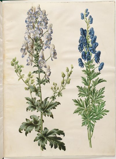 Aconitum variegatum (aconito variado); Aconitum napellus (aconito común) de Hans Simon Holtzbecker