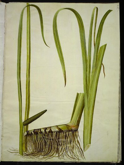 Acorus calamus de Hans Simon Holtzbecker